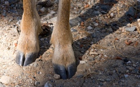 Waste Not: What Can I Make Using Deer Hooves?