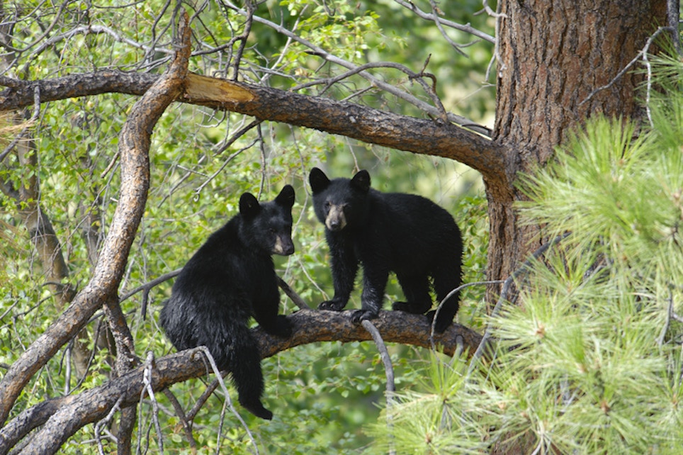 Oregon Bear Poachers Hit With Stiff Penalties