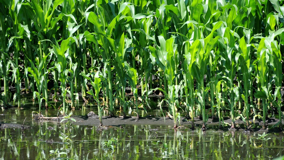 Heavy rains and flooding in the Midwest contributed to the environmental stressors on local deer herds last fall. These factors, including how they impact nutrition, contribute to a deer's health and its antler growth process. Pictured, a flooded cornfield in Iowa. Photo: iStock