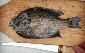 How to fillet a panfish