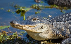 Oklahoma Wants More Information About Alligators