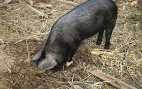 Feral Pigs Damage Australian Racecourse