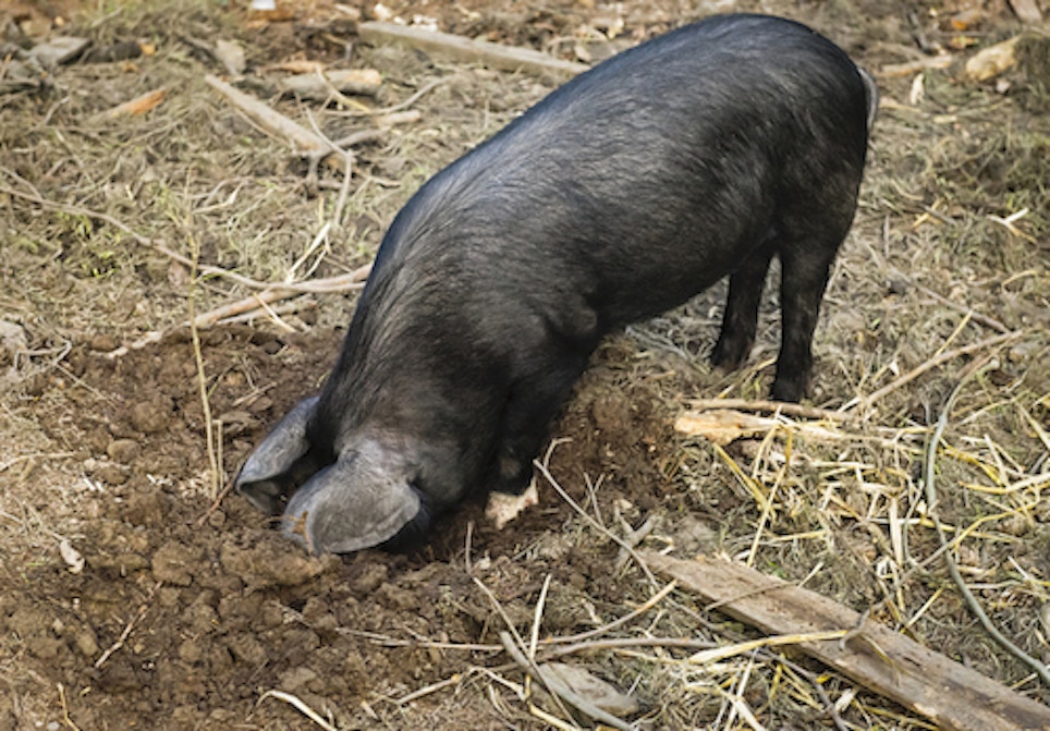Feral Pigs Damage Australian Racecourse