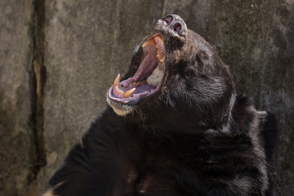 Black Bear Kills Arizona Man Relaxing in Yard