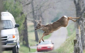 Top 10 ways to avoid deer-car collisions