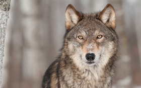 Idaho Commission Approves New Wolf Management Plan