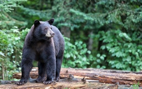 West Virginia Bear Harvest Declines in 2021