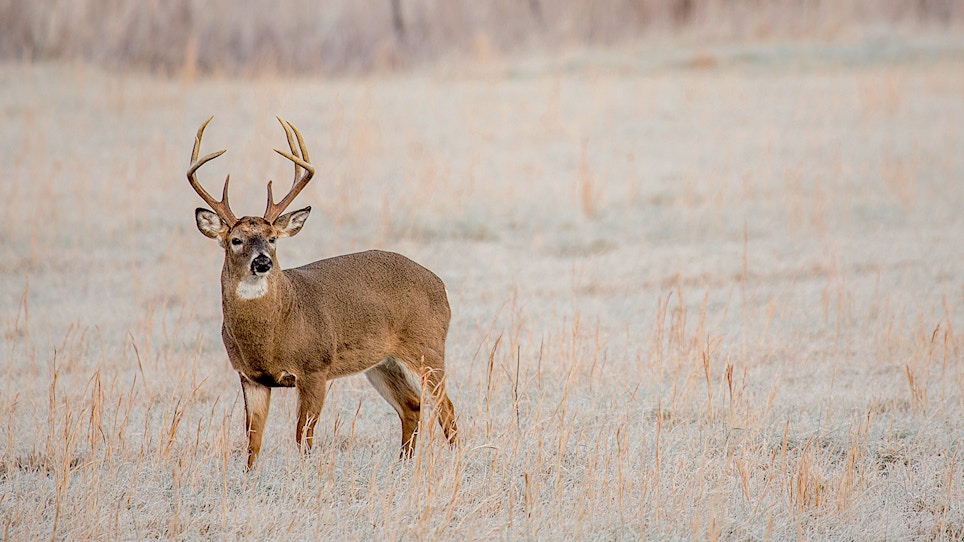 Four Deer-Hunting Ground Rules From a Seasoned Outfitter