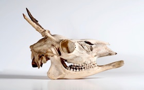 Most weird deer antlers are not caused by genetics