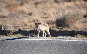 Why hunting coyotes near highways works