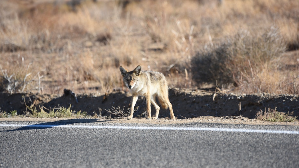 Why hunting coyotes near highways works