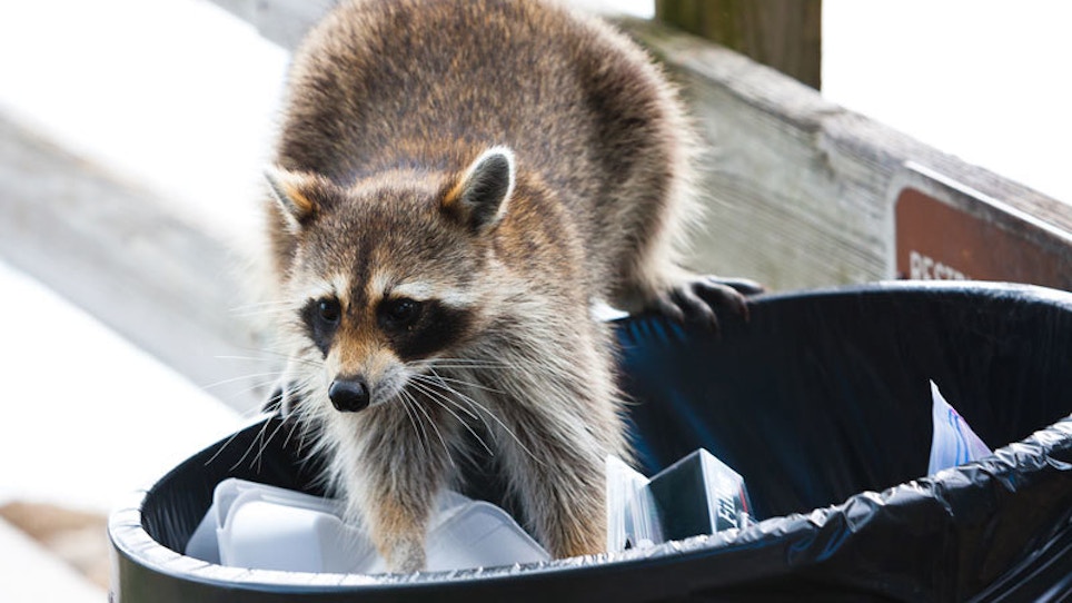 Critter Control: How To Trap Raccoons