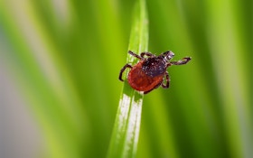 Ticks Threaten Hunters With New Tick-Borne, Red-Meat Allergy