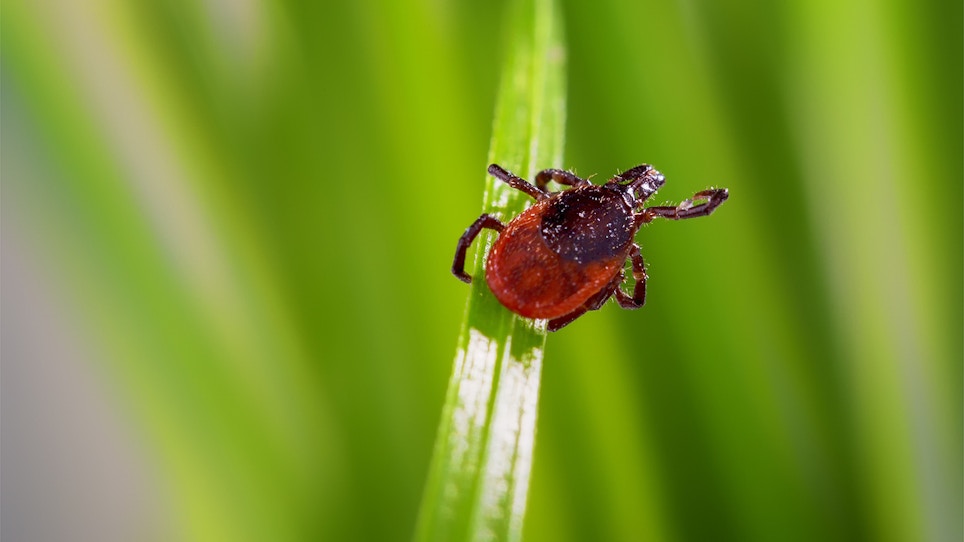 Ticks Threaten Hunters With New Tick-Borne, Red-Meat Allergy