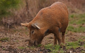Missouri Kills More than 6,200 Feral Pigs in an Ongoing Effort