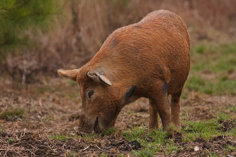 Missouri Kills More than 6,200 Feral Pigs in an Ongoing Effort