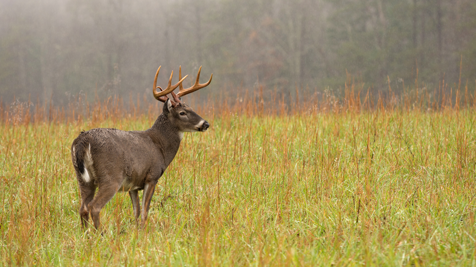 Hunting whitetail deer in the rain