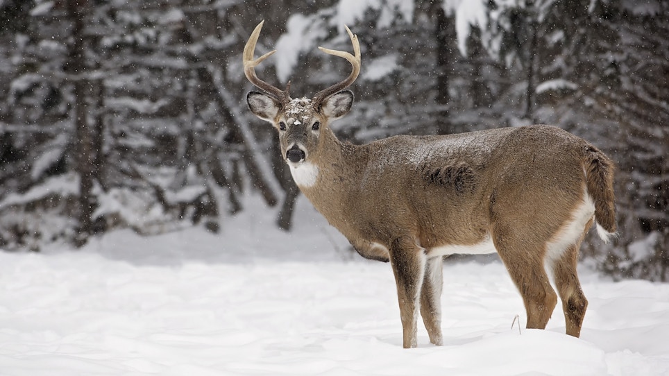 Hunting Whitetails In Extreme Cold Weather