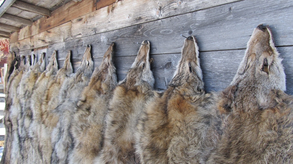 New Mexico Hunters May Lose Their Right To Trap Predators