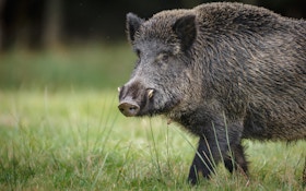 Hog Wild: Why Bowhunters Should Set Their Sights On Feral Pigs