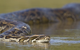 Burmese Pythons Are Eating Everything in the Everglades