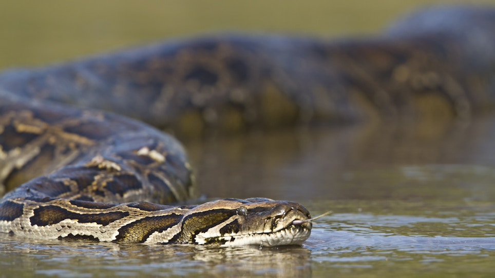 Burmese Pythons Are Eating Everything in the Everglades