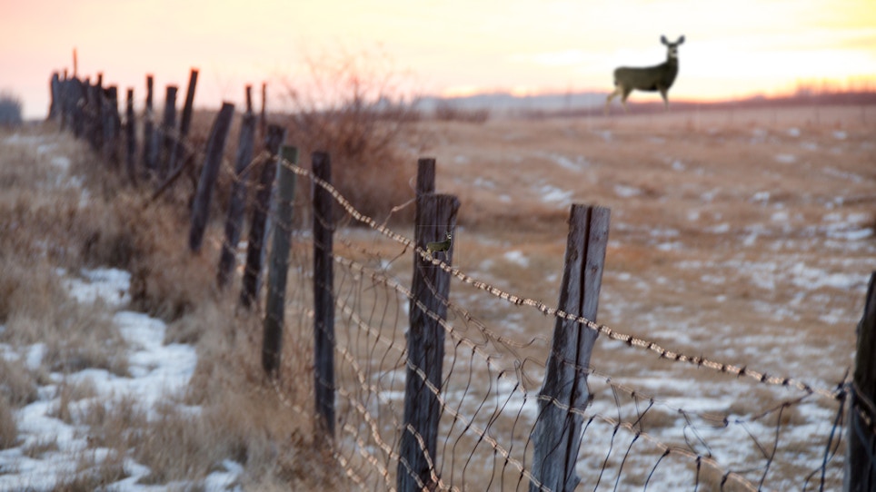 Three Reasons Our Ecosystem Needs More Deer Hunters
