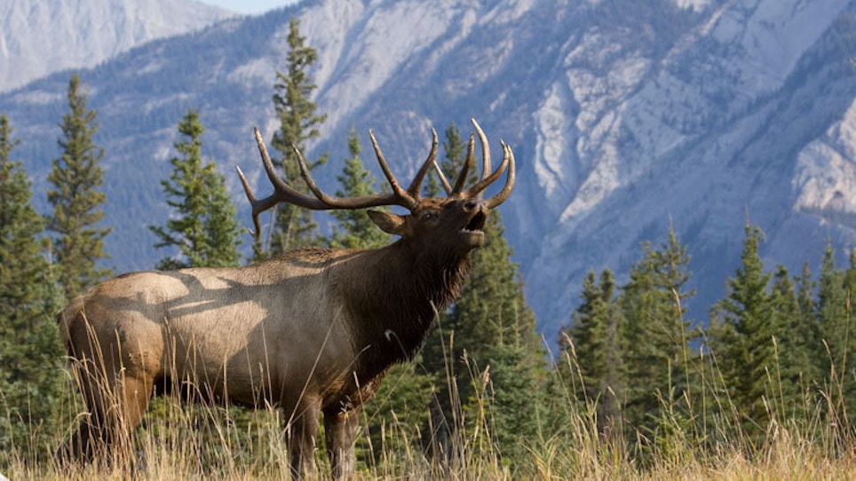 Hunter Pays For Poaching Trophy Elk In Colorado