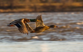 Central Region – Waterfowl Migration Reports