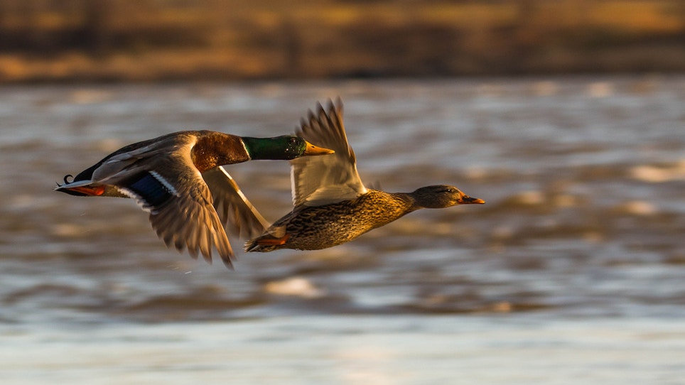 Central Region – Waterfowl Migration Reports
