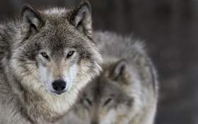 New York Officials: DNA Confirms Wolf Killed in 2021