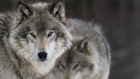 New York Officials: DNA Confirms Wolf Killed in 2021