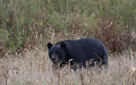 Record Black Bear Killed in North Carolina