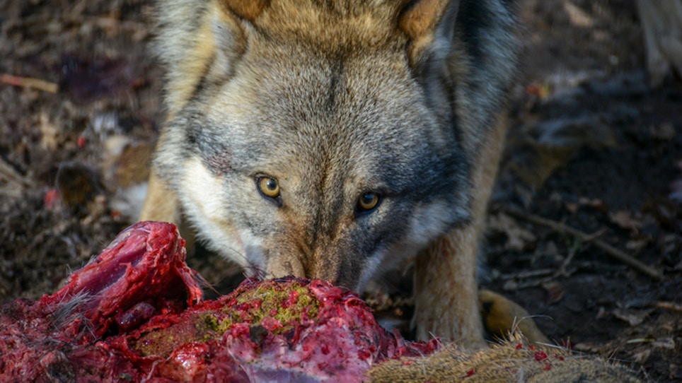 Federal Court Removes Wyoming Wolves From Endangered Species Act