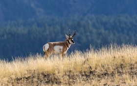 3 Shooting Tips for Pronghorn Adventure