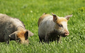 Parks Australia Officials Declare War on Feral Pigs