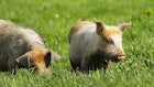 Parks Australia Officials Declare War on Feral Pigs