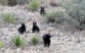 West Texas Black Bears Slowly Returning