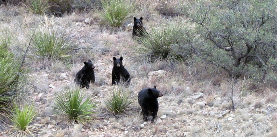 West Texas Black Bears Slowly Returning
