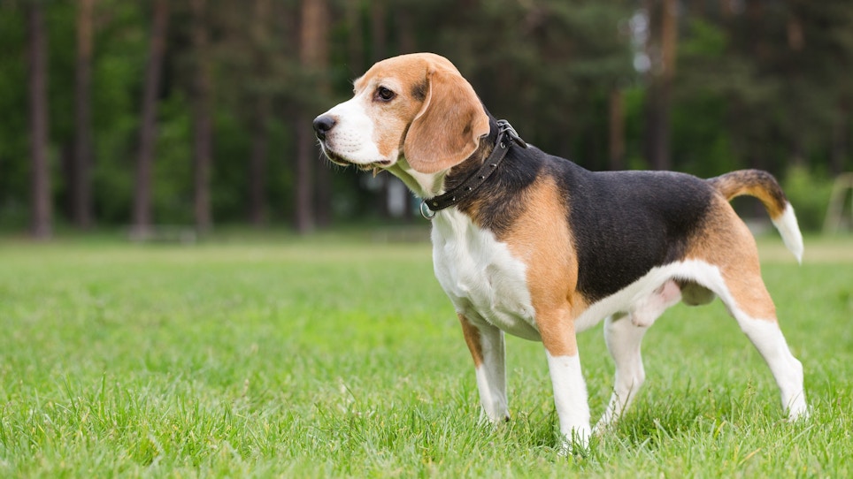 8 Cool Facts You Didn’t Know About Beagles
