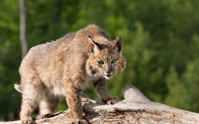 How Many Bobcats are Out There?