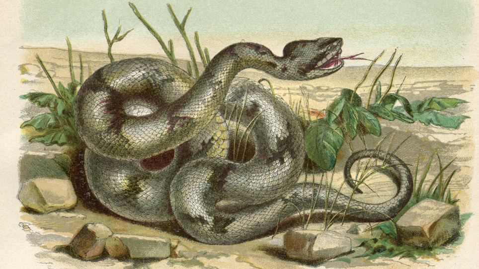 Top 10 Venomous Snakes in North America