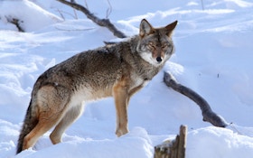 Is the .25-06 an Overlooked Caliber for Hunting Coyotes?