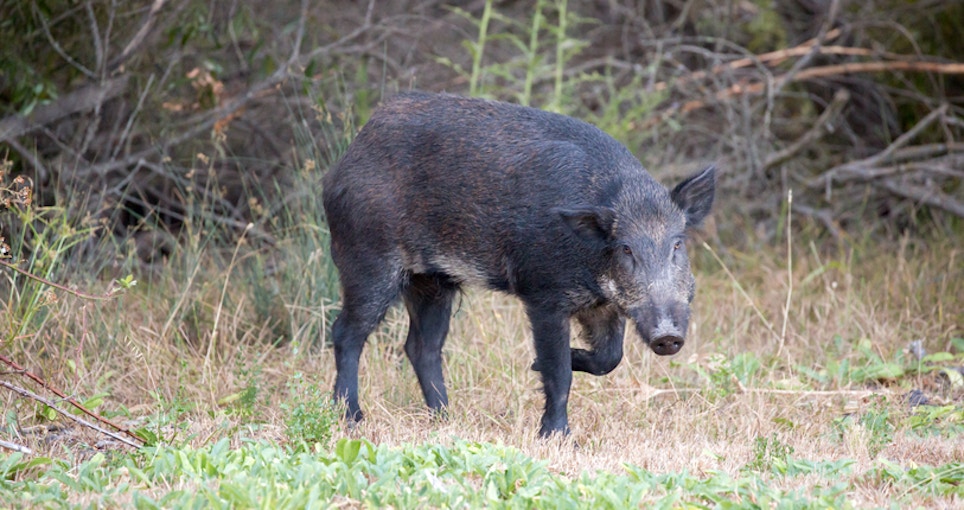 LSU Professor Develops Effective Bait to Kill Feral Pigs