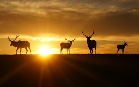 What makes hunting at dawn so magical?