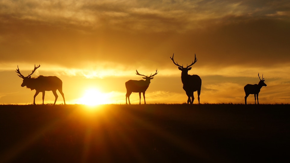 What makes hunting at dawn so magical?