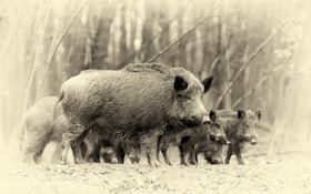 Just How Deadly Is a Wild Boar?