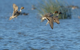 Pacific Region – Waterfowl Migration Reports