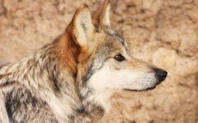 Is the Mexican gray wolf coming off the ESA?