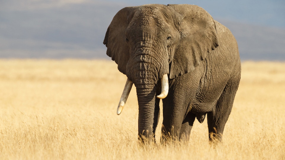 Trump to reverse ban on import of African elephant trophies